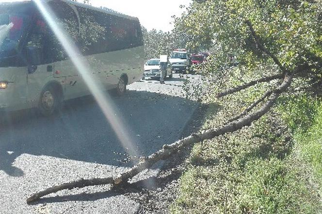 Powiat brzozowski: Na autobus spadło drzewo. Jedna osoba jest ranna