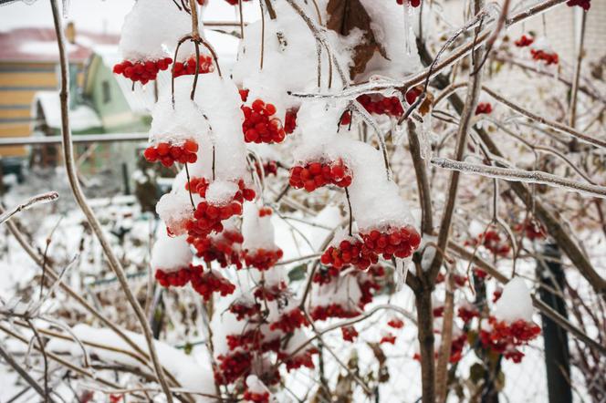 Co zagraża zimą roślinom w ogrodzie?