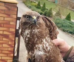 Leśnicy pomogli skrzydlatemu przyjacielowi