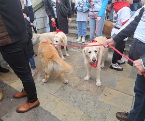 33. Finał WOŚP z grupą krakowskich Golden Retrieverów