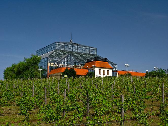 Wzgórze Winne