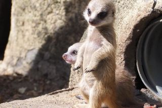 Surykatki w warszawskim ZOO oszalały ze szczęścia! To trzeba zobaczyć!