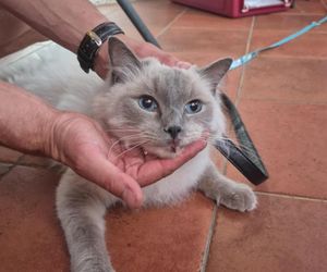  Olkusz. Zaginiona kotka Blue odnaleziona w Chorwacji. Przejechała w zderzaku ponad 1 000 kilometrów 