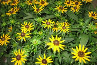 Rudbekia błyskotliwa ‘Little Goldstar’