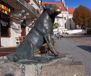 Pierwszy w Polsce posąg psa kundelka znajduje się w Kazimierzu Dolnym