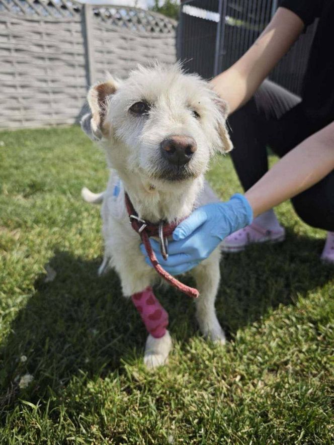  „Brudny i zaniedbany”. Kto przywiązał psa do drzewa? Policja pilnie szuka sprawcy