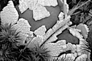 Kosmiczne grzyby na Marsie! Szokujące odkrycie naukowców