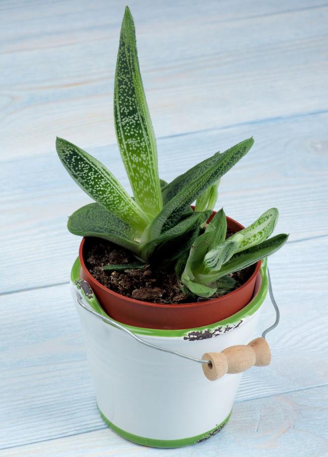 Gasteria