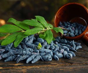 Jagoda kamczacka – co to za owoc, jakie ma właściwości i jak ją jeść?