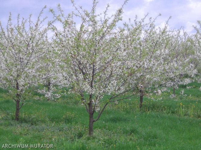 Prawidłowa pielęgnacja drzew i krzewów owocowych w przydomowym sadzie