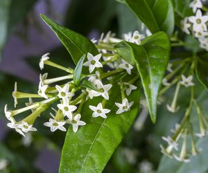 Cestrum nocturnum (nocna dama)
