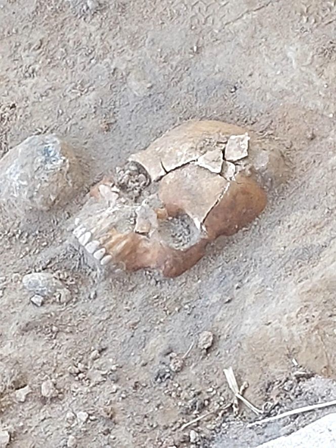 Kolejne wyjątkowe odkrycie w Pniu pod Bydgoszczą. Z polskimi naukowcami pracuje Indiana Jones z Liverpoolu, wcześniej badał Całun Turyński 