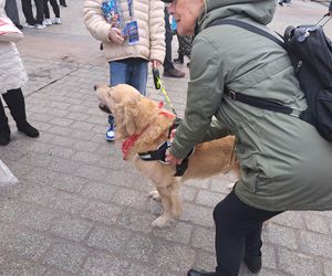 33. Finał WOŚP z grupą krakowskich Golden Retrieverów