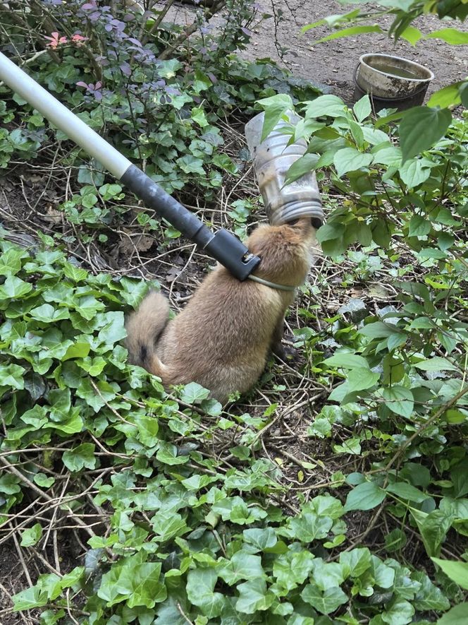 Niecodzienna akcja ratunkowa w Józefowie. Lis utknął w słoiku 