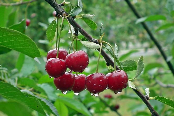 Producenci wściekli. Tanie czereśnie z Rumunii zalały polski rynek