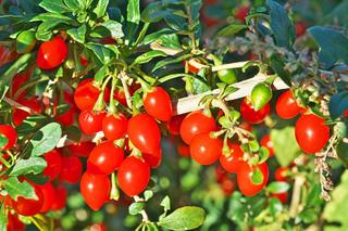 Jak uprawiać jagody Goji w ogrodzie?