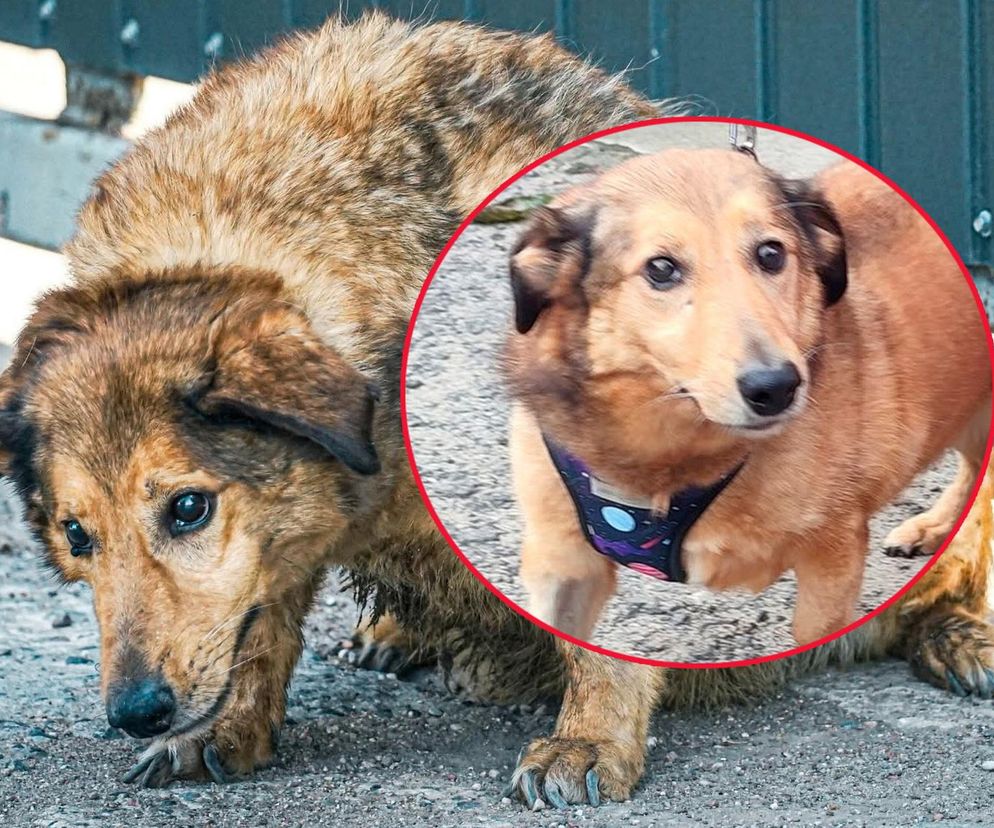 Aleksandrów Łódzki. Piesek Pimpuś potrzebuje pilnej pomocy. Zwróciła go rodzina adopcyjna
