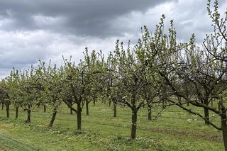 Świętokrzyscy rolnicy liczą straty po przymrozkach