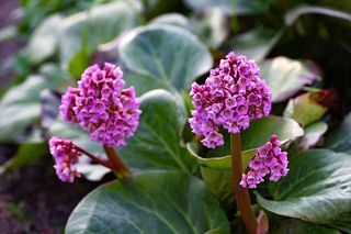 Bergenia sercowata