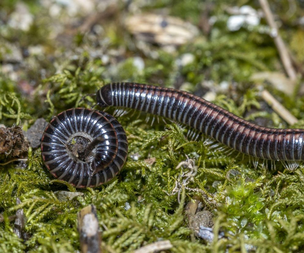 Krocionogi