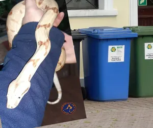 Poszła wyrzucić śmieci, znalazła węża boa