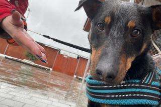 Dzień otwarty w schronisku dla zwierząt w Nowym Sączu