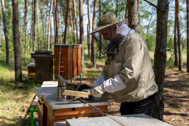 Pszczelarze z Rzeszowa uratowali pasiekę w Wielkopolsce [GALERIA]