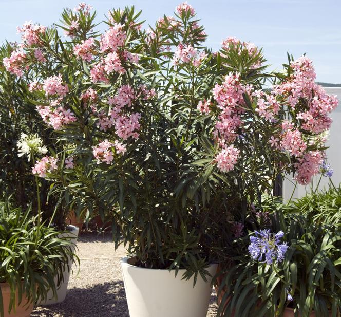 Oleander pospolity (Nerium oleander)