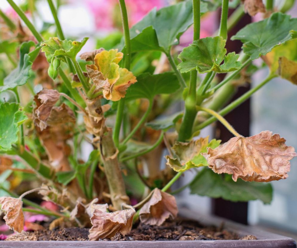 Suche liście pelargonii