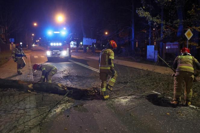 Małopolska: wieje silny wiatr, który łamie gałęzie i drzewa. IMGW ostrzega: zagrożenie dla zdrowia i życia