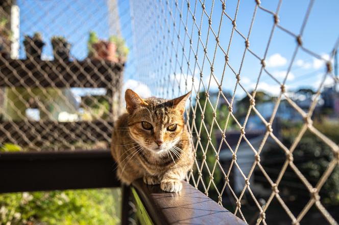 Balkon bezpieczny dla kota.