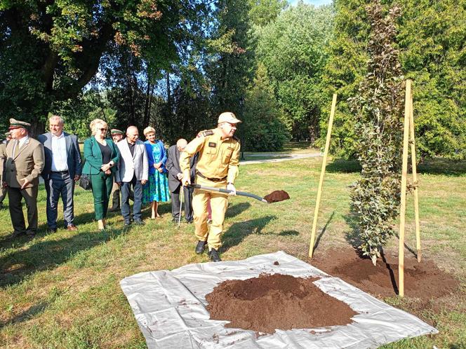 Trzy młode buki purpurowe na Skwerze Leśników Polskich wspólnie zasadzili pracownicy Nadleśnictwa Siedlce i Lasów Państwowych, władze miasta Siedlce i radni.