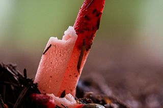 Grzyb jak z horroru w polskich lasach. Pachnie gnijącym mięsem 