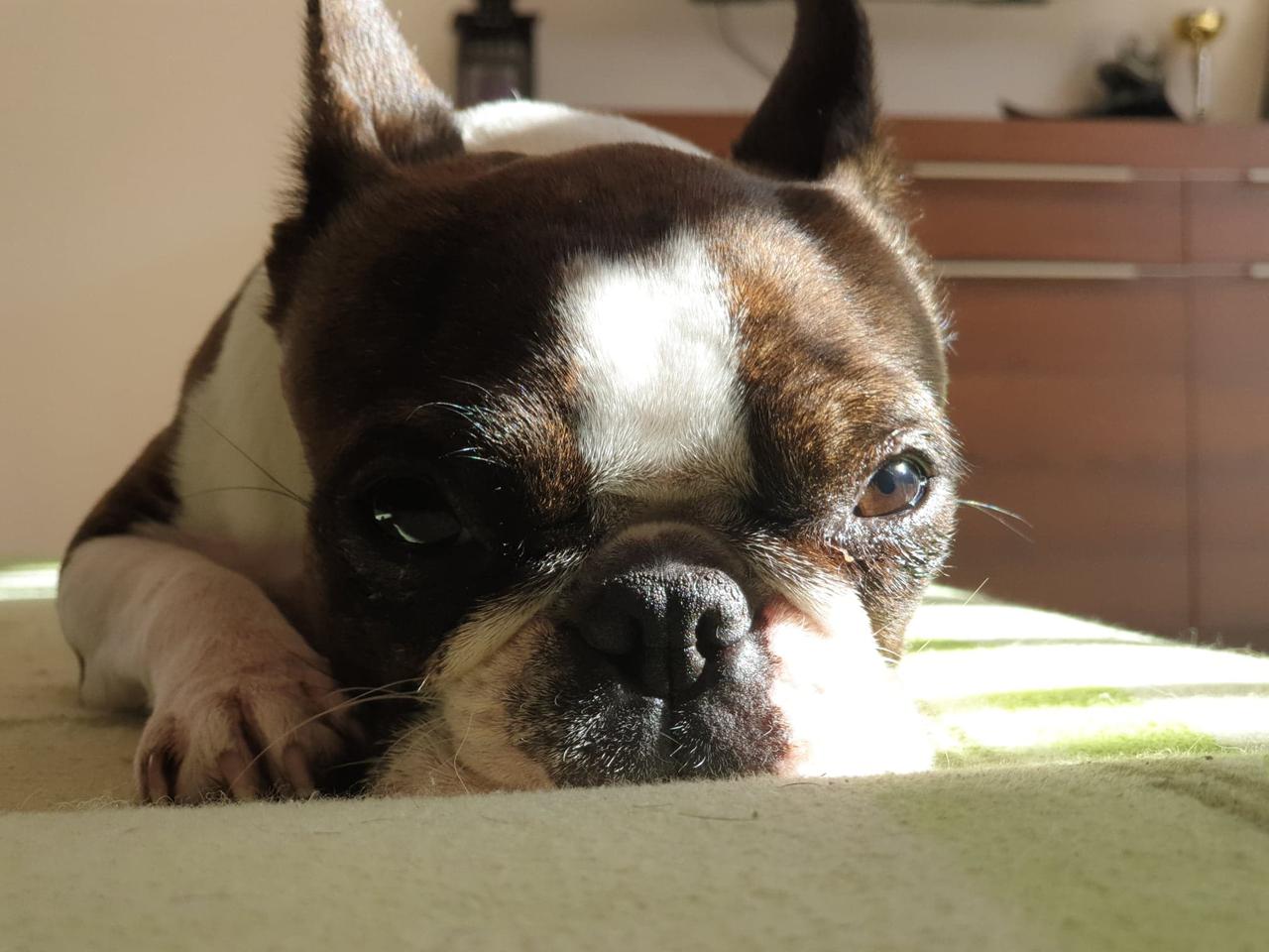 Zastanawiacie się nad adopcją? Psiaki z płockiego schroniska czekają aż je przygarniecie!