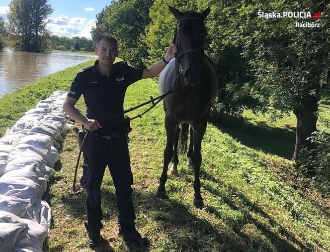 Policjanci wyciągnęli konia z Odry. "Nie mógł się wydostać". Brawurowa akcja!