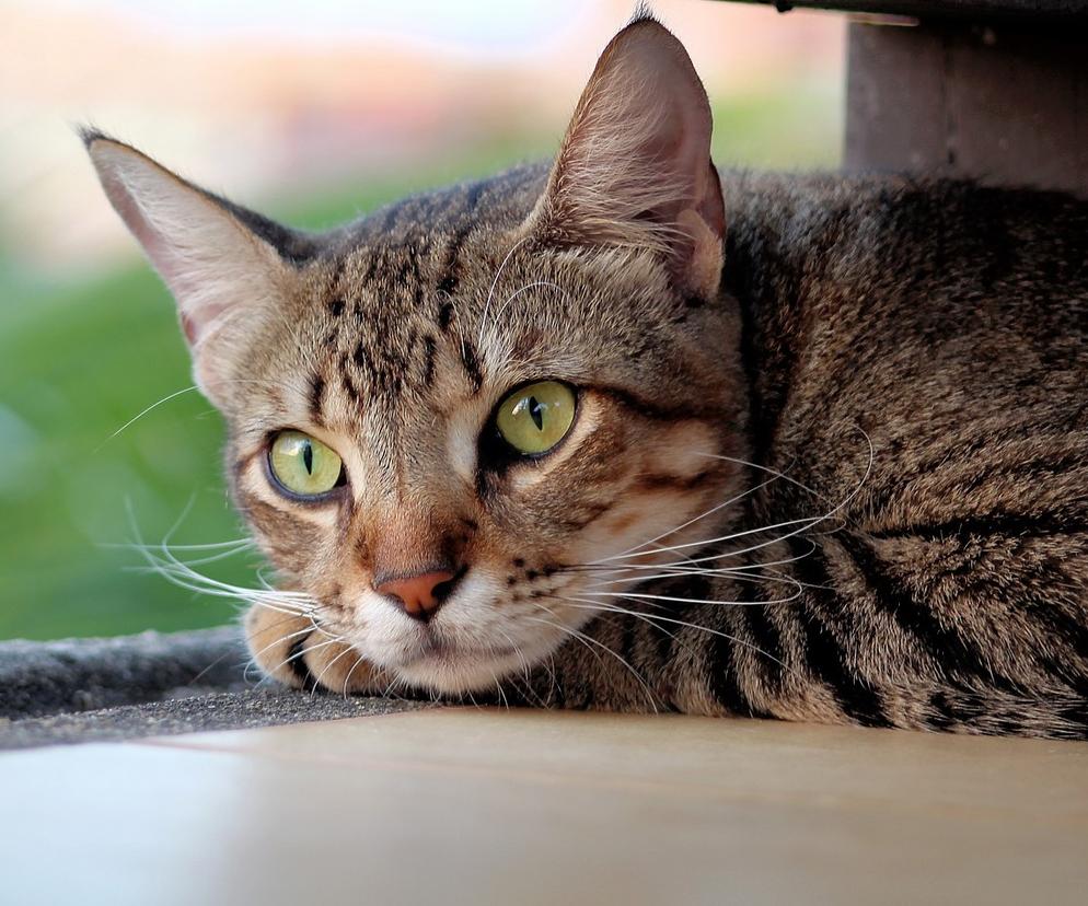 Tajemnicza choroba zabija koty! Weterynarze są bezradni