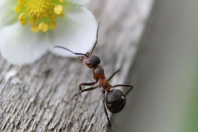 Coraz więcej osób hoduje w domach... mrówki. Dlaczego?