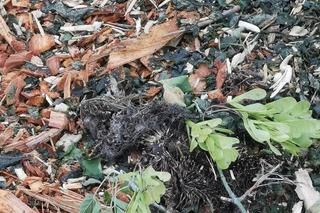 Jeże zmielone na miazgę