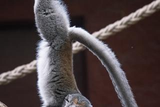 Lemury koroniaste we wrocławskim zoo