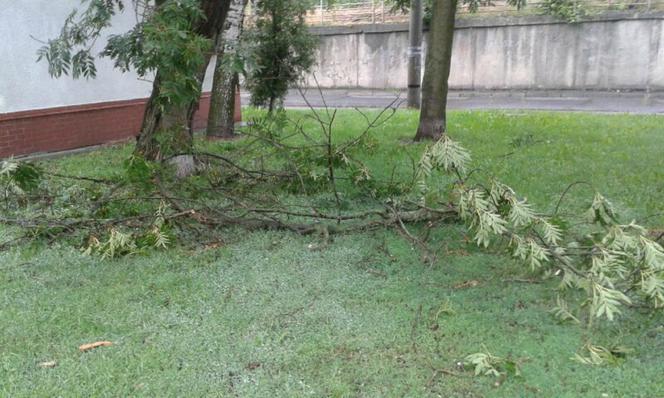 Wichura po raz kolejny przewracała drzewa w Bydgoszczy