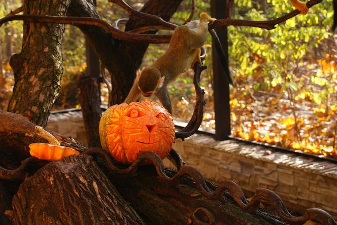 Halloween w łódzkim zoo