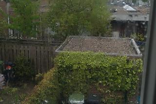 Rybka spadła z nieba