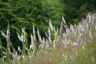 Są piękne, ale bardzo niebezpieczna dla człowieka. Te trujące kwiaty spotkasz w górach