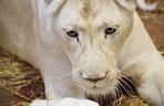 2 Białe lwy w Zoo Safari Borysew