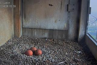 W gnieździe lubelskich sokołów są już trzy jajka!