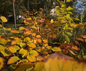 Jesień w Ogrodzie Botanicznym UKW. To ostatnia szansa na spacer wśród złotych liści!