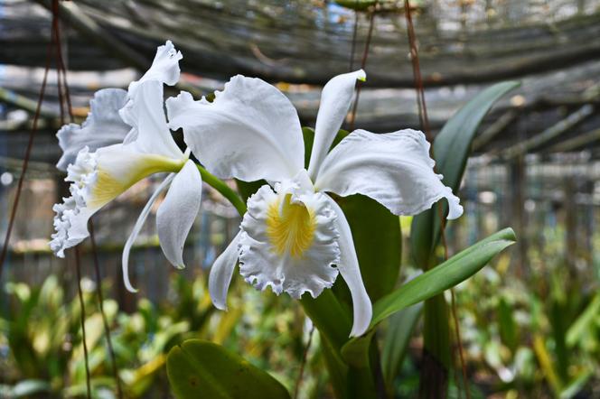 Storczyk Cattleya