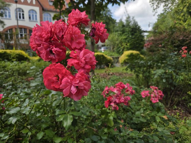 Letni spacer w zielonym sercu Bydgoszczy. Ogród Botaniczny UKW zaprasza!