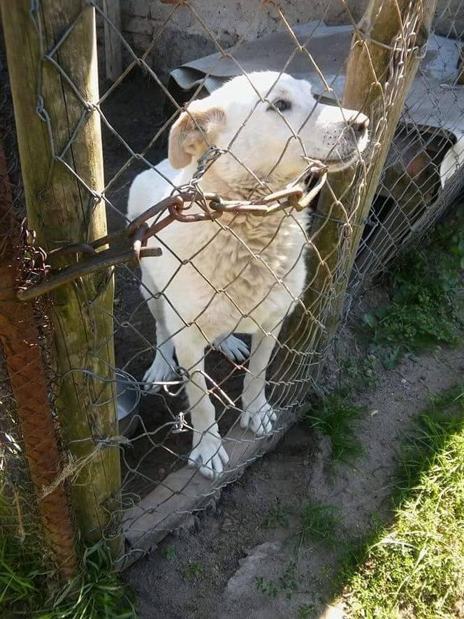 1 proc. podatku dla podopiecznych. Wspomóż Towarzystwo Opieki nad Zwierzętami