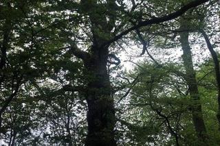 Ktoś podpalił blisko 200-letni dąb w Koronowie! Trwa szukanie sprawcy [ZDJĘCIA]